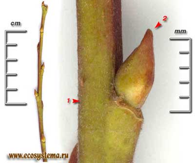 Ива козья, или бредина — Salix caprea L.