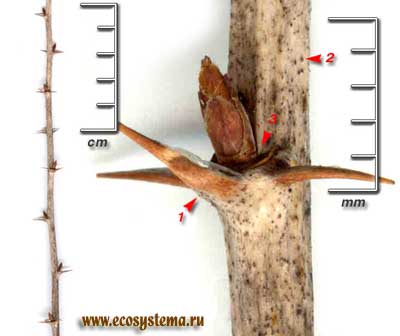 Крыжовник отклонённый, или обыкновенный, европейский — Grossularia reclinata (L.) Mill.