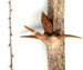 Крыжовник отклоненный — Grossularia reclinata