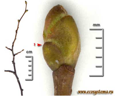 Липа крупнолистная, или широколистная — Tilia platyphyllos Scop.
