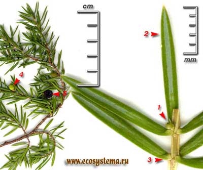 Можжевельник обыкновенный — Juniperus communis L.