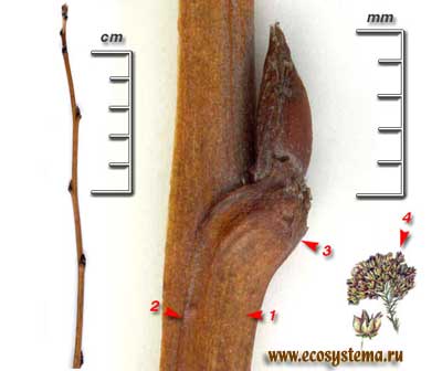Пузыреплодник калинолистный — Physocarpus opulifolius (L.) Maxim.