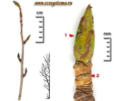 Тополь бальзамический — Populus balsamifera L.