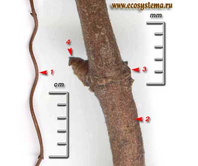 Хмель обыкновенный, или вьющийся — Humulus lupulus L.