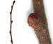 Яблоня лесная — Malus sylvestris