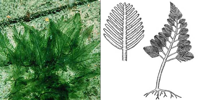 Бриопсис перистый — Вryopsis plumosa