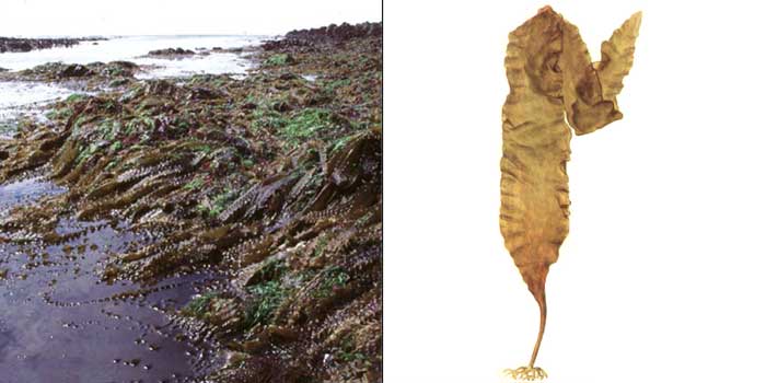 Ламинария сахаристая, или «морская капуста» — Laminaria saccharina