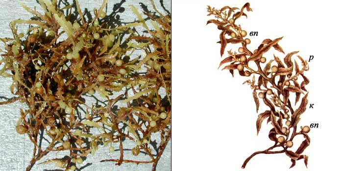 Саргассум смешанный — Sargassum confusum