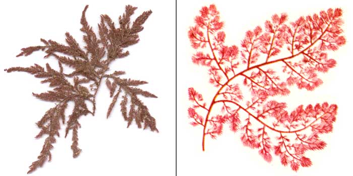 Гетеросифония перистая — Heterosiphonia plumosa