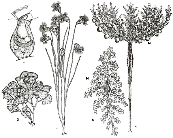 Представители отряда кругоресничных инфузорий Peritricha: 1 - Pyxidium ventrioza, не образующая колоний, 2 - колония Carchestum polypinum, 3 - участок колонии Campanella umbellaria, 4 - колониальная инфузория Zoolhamnium arbuscula (общий вид), 5 - отдельная ветвь колонии Zoolhamnium arbuscula с большим количеством мелких особей и макрозоидами (М) на разных стадиях роста