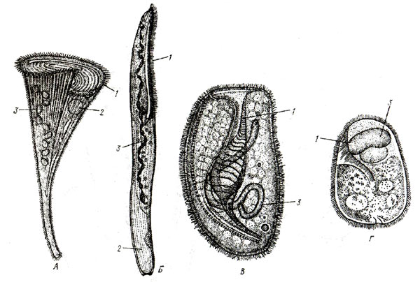 Представители отряда разноресничных инфузорий Heterotricha: A - Stentor polymorphus, Б - Spirostomum ambigum, B - Bursaria truncatella, Г - Nyctotherus ovalisю 1 - адоральные мембранеллы, 2 - сократительная вакуоль, 3 - ядро (макронуклеус)