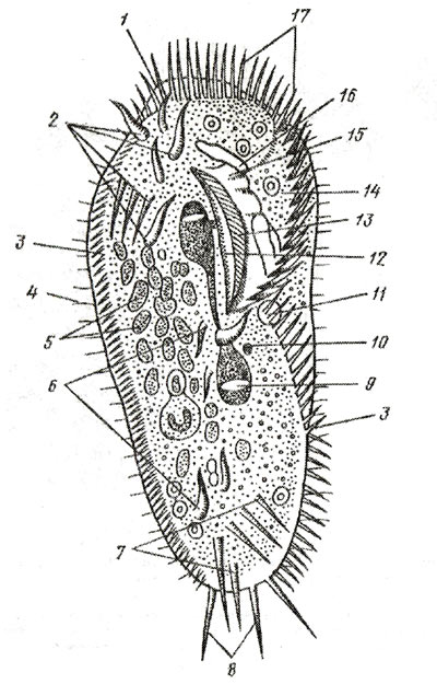Представитель отряда брюхоресничных инфузорий Hypotricha - Stylonychia mytilus (вид с брюшной стороны при х450). 1 — вентральная передняя губа перистома, 2 — группа фронтальных (лобных) cirri, 3 — маргинальные cirri, 4 — спинные щетинки, 5 — пища, 6 — группа брюшных cirri, 7 — группа анальных cirri, 8 — каудальные cirri, 9 — макронуклеус, 10 — микронуклеус, 11 — резервуар сократительной вакуоли, 12 — правый край перистома, 13 — преоральные реснички, 14 —перистомальное поле, 15 — преоральная ундулирующая мембрана, 16 — приводящий канал вакуоли, 17 - мембранеллы адоральной зоны