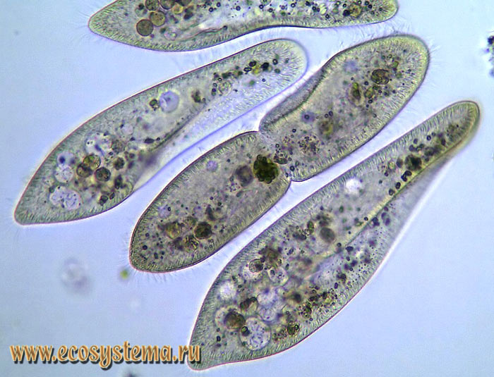Инфузория-туфелька (Paramecium caudatum)