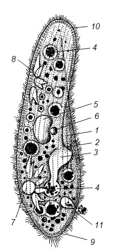 Инфузория-туфелька (Paramecium caudatum): 1 — перистом, 2 — цитостом, 3 — цитофаринкс, 4 — пищеварительная вакуоль, 5 — макронуклеус, 6 — микронуклеус, 7 — резервуар сократительной вакуоли, 8 — приводящие каналы сократительной вакуоли, 9 — реснички, 10 — трихоцисты, 11 — цитопрокт