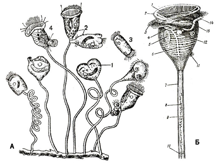 Рис. 1. А - сувойки и их размножение делением: 1 - начало деления, 2 - отделение 