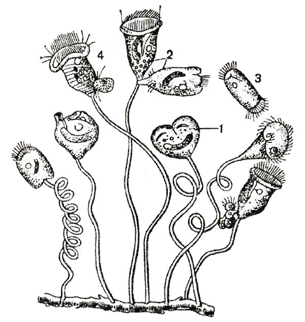 Сувойки и их размножение делением: 1 — начало деления, 2 — отделение 