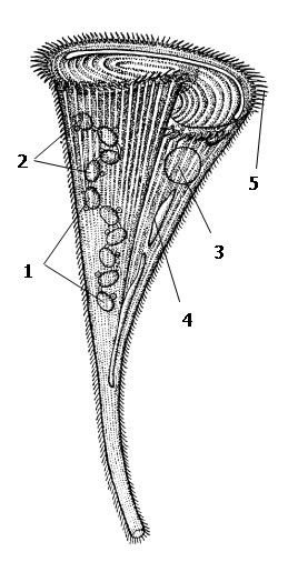 Рис. 1. Трубач (Stentor polymorphus): 1 - чётковидный макронуклеус, 2 - микронуклеусы, 3 - резервуар сократительной вакуоли, 4 - приводящие каналы сократительной вакуоли, 5 - реснички в околоротовой (адоральной) зоне