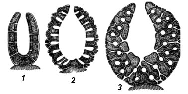 Различные типы строение губок: 1 — аскон, 2 — сикон, 3 — лейкон