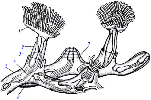 Строение колонии мшанки ползучей (Plumatella repens): 1 - полипид с расправленным лофофором, 2 - передний отдел кишечника, 3 - задняя кишка, 4 - желудок, 5 - стенка цистида, 6 - канатик со статобластами, 7 - втянутый полипид