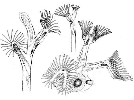 Мшанка клубчатая — Plumatella fungosa