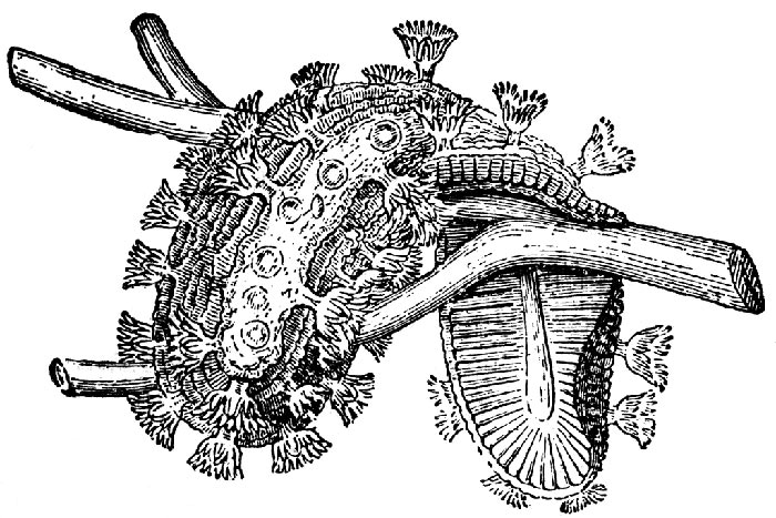 Мшанка гребенчатая, или хохлатка — Cristatella mucedo