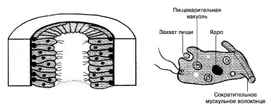 Строение клетки энтодермы (внутреннего слоя) тела гидры