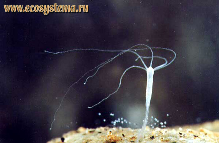 Гидра длинностебельчатая — Pelmatohydra oligactis