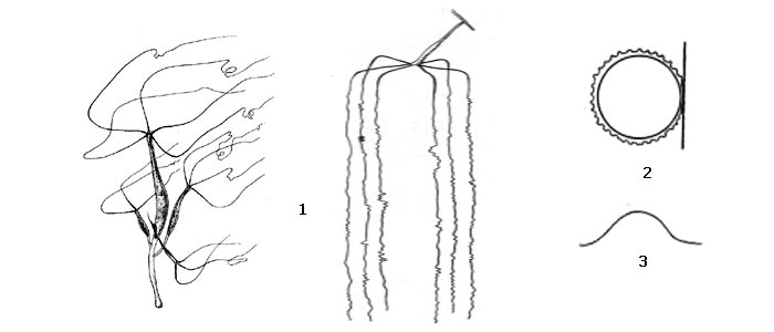 Внешний вид длинностебельчатой гидры (1), поперечный разрез ее яйца (2) и форма зубца по краю яйца (3)