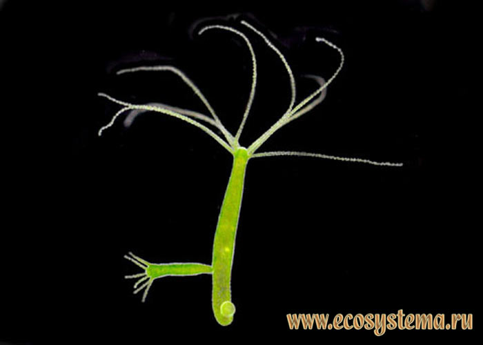 Гидра зеленая — Chlorohydra viridissima