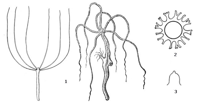 Внешний вид обыкновенной гидры (1), поперечный разрез ее яйца (2) и форма зубца по краю яйца (3)