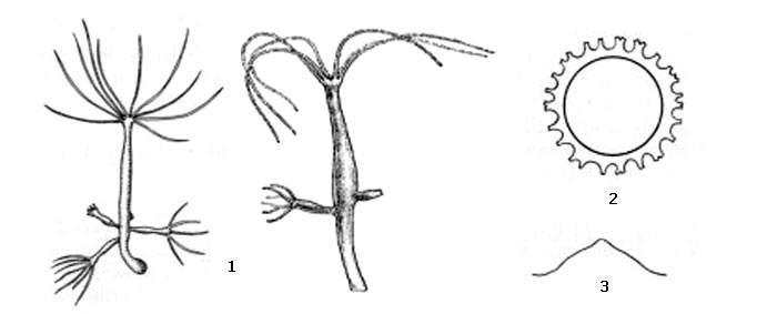 Внешний вид тонкой гидры (1), поперечный разрез ее яйца (2) и форма зубца по краю яйца (3)