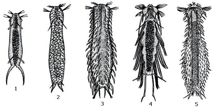 Пресноводные гастротрихи: 1 — Ichthydium forcipatum; 2 — Lepidoderma squamatum; 3 — Chaetonotus chuni; 4 — Dasydytes ornatus, 5 - Chaetonotus maximus