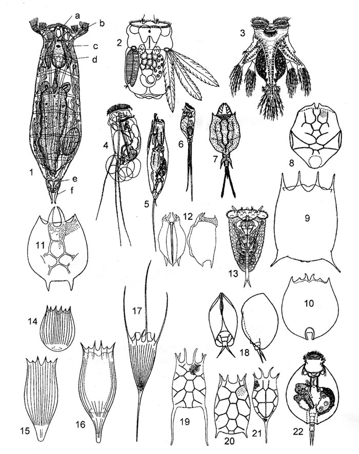 1 - Строение тела коловратки: а - коловращательный аппарат, b - ушки, с - глаз, d - туловище, е - нога, f - пальцы. Виды пресноводных коловраток: 2 - Polyarthra, 3 - Hexarthra mira, 4 - Filinia longiseta, 5 - Trichocerca, 6 -Monommata, 7 - Trichotria, 8 - Brachionus angularis, 9 - Brachionus calyciflorus, 10 - Brachionus urceus, 11 - Platyias quadricornis, 12 - Mytilina (вид сверху и сбоку), 13 - Bipalpus hudsoni, 14 - Notholca squamula, 15, 16 - Notholca acuminata, 17 -Kellicottia longispina, 18 - Colurella (вид снизу и сбоку), 19 - Keratella quadrata, 20 - Keratella valga, 21 - Keratella cochlearis, 22 - Lepadella