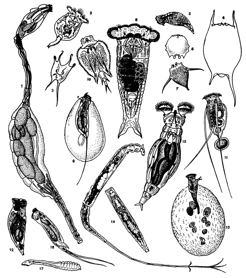 Коловратки: 1 — Seison nebaliae Grube; 2 — Proales daphnicola; 3 — Brachionus rubens; 4 — очертание панциря Br. diversicornis; 5 — очертание панциря Br. gessneri; 6 — то же у Br. dolabratus; 7 — Notholca olchonensis; 8 — Synchaeta pachipoda; 9 — Trichocerca cylindrical 10 — Macrochaetus collinsi; 11 — Filinia longiseta; 12 — Drilophaga delagei; 13 — Philodina brevipes; 14 — Rotaria neptunia; 15 — Gonochiloides coenodasis (амфотерная самка с тремя амиктическими и пятью миктическими яйцами; внизу — только что вышедший самец); 16- Monommata appendiculata; 17 — Lindia brotzkayae