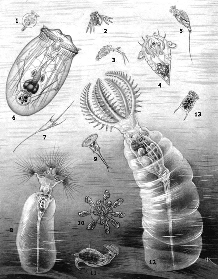 Коловратки: 1 — Testudinelia patina; 2 — Polyarthra dolichoptera; 3 — Trichotria pocillum; 4 — Synchaeta pectinata; 5 — Trichocerca rattus; 6 — Asplanchna priodonta; 7 — Kellicottia longispina; 8 — Collotheca heptabrachiata; 9 — Microcodon clavus; 10 — Conochilus unicornis; 11 — Notommata copeus; 12 — Stephanoceros fimbriatus; 13 — Keratella quadrata