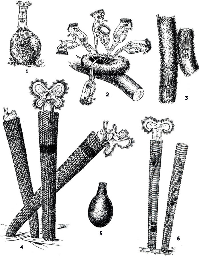 Домики коловраток: 1 — Habrotrocha visa; 2 — Ptygura tihanyerisis; 3 — Gephalodella forficula; 4 — Floscularia ringens; 5 — Habrotrocha angusticollis; 6 — Limnias melicerta