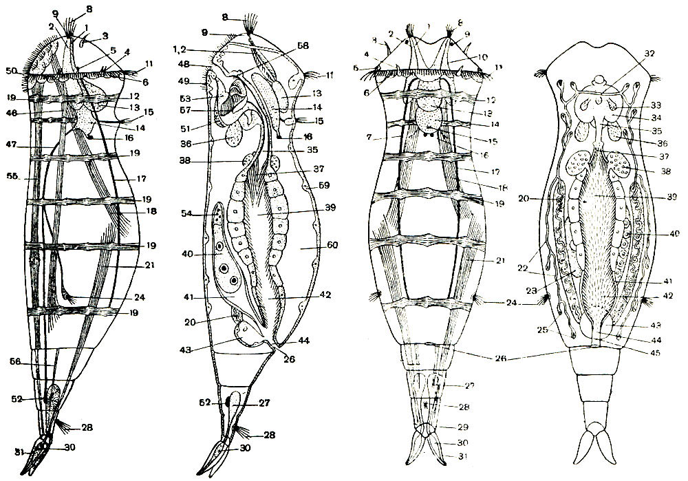 Схема строения коловратки из отряда Monogononta. Вид со спинной стороны (справа) и сбоку (слева): 1 - проток ретроцеребрального органа; 2 — проток субцеребральной железы; 3 — наружное теменное щупальце; 4 — спиннобоковая чувствительная мембранелла коловращательного аппарата; 5 — боковой орган чувств с боковым глазком и ресничной ямкой; 6 — утолщение гиподермы под коловращательным аппаратом; 7 — корешок главного спинного нерва; 8 — внутреннее теменное щупальце; 9 — лобный, или теменной, глазок; 10 — подмозговая железа; 11 — циркумапикальный ресничный пояс; 12 — мускул-сжиматель переднего конца тела; 13 — ретроцеребральный мешок; 14 — мозг; 15 — спинное щупальце; 16 — мозговой глазок; 17 — спинной главный нерв; 18 — передний спинной мускул-втягиватель; 19 — безъядерный кольцевой мускул; 20 — железистая часть протонефридия; 21 — задний спинной мускул-втягиватель; 22 — капиллярная часть протонефридия; 23 — яйцо; 24 — боковое (латеральное) щупальце; 25 — пламенковые клетки протонефридия; 26 — анальное отверстие; 27 — ножная клейкая железа; 28 — ножное щупальце; 29 — диафрагма пальцев; 30 — резервуар ножной железы; 31 — палец; 32 — анастомоз Гексли; 33 — спинная слюнная железа; 34 — мастакс; 35 — передняя часть пищевода без ресничек; 36 — брюшная слюнная железа; 37 — задняя часть пищевода с ресничками; 38 — желудочная (пищеварительная) железа; 39 — желудок; 40 — желточник; 41 — яйцевод; 42 — кишка; 43 — мочевой пузырь; 44 — клоака; 45 — отверстие мочевого пузыря в клоаку; 46 — боковой мускул-втягиватель; 47 — главный брюшной нерв; 48 — ротовое отверстие; 49 — утолщение гиподермы под буккальным (ротовым) полем; 50 — боковая брюшная чувствительная мембранелла коловращательного аппарата; 51 — ганглий мастакса; 52 — ножной ганглий; 53 — мастакс; 54 — яичник; 55 — брюшной мускул-втягиватель; 56 — малый мускул ноги; 57 — подпорка (фулькрум); 58 — спинные органы чувств глотки; 59 — гиподерма; 60 — полость тела