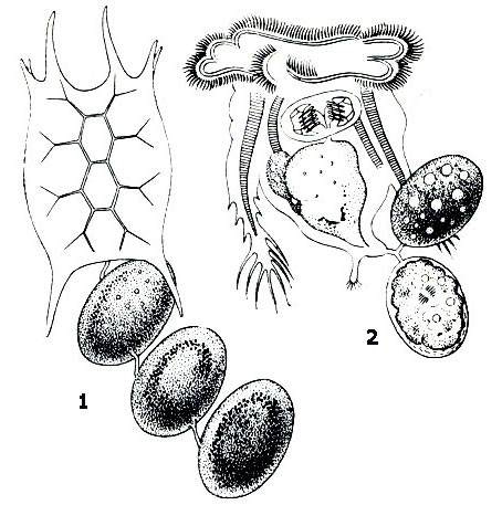 Keratella quadrata (1) — отложенные амиктические яйца связаны между собой; последнее прикреплено к самке; Hexarthra mira (2): — отложенные амиктические яйца прикреплены к веточкам раздвоенного стебелька