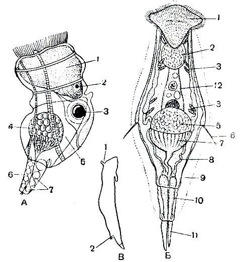 Строение самцов коловраток. А — Keratella quadrata (длина тела около 70 мк): 1 — мозг; 2 — глазок; 3 — жировая капля; 4 — семенник; 5 — рудимент панциря; 6 — копулятивный орган; 7 — железы копулятивного органа. Б — Notommata copeus (вид с брюшной стороны, длина тела около 300 мк): 1 — ресничное поле; 2 — ретроцеребральный орган; 3 — пламенковые клетки протонефридия; 5 — семенник; б — боковое щупальце; 7 — предстательная железа; 8 — канал протонефридия; 9 — слизистая оболочка вокруг тела; Ю — ножная железа; 11 — палец; 12 — рудимент пищеварительного канала. В — вид сбоку: 1 — спинное щупальце; 2 — копулятивный орган