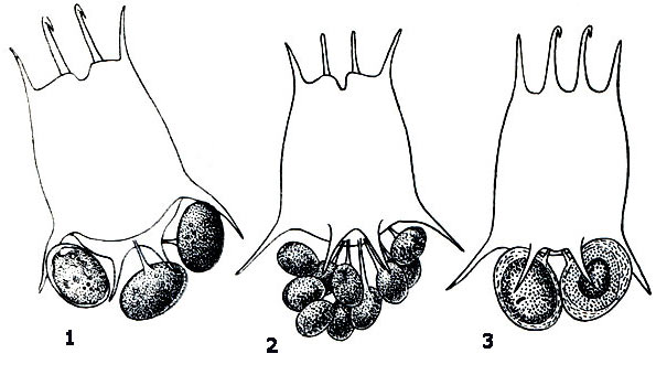 Brachionus calyciflorus: 1 — амиктическая самка с партеногенетическими яйцами на самку; 2 — миктическая самка с партеногенетическими яйцами на самца; 3 — миктическая самка с оплодотворенными покоящимися яйцами на самку