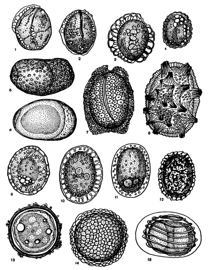 Покоящиеся яйца коловраток: 1, 2 — Filinia longiseta; 3 — Filinia passa, 4 — Filinia terminalis; 5 — Brachionus calyciflorus (оранжевое); 6 — от той же самки — серое; 7 — Hexarthra mira, 8 — Trichocerca cylindrica; 9, 10, 11 — Polyarthra dolichoptera; 12 — Keratella testudo; 13 — Asplanchna priodonta, 14 — Asplanchna girodi, 15 — Lacinularia ismailoviensis