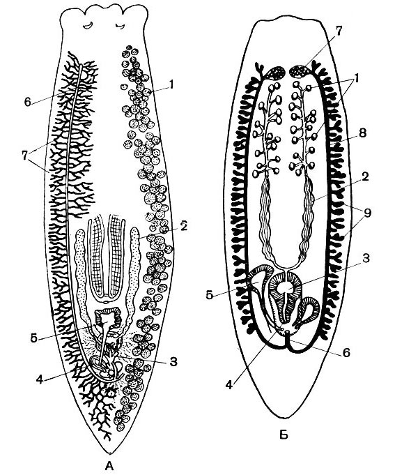 Половая система планарий: А — половая система молочной планарии: 1 — семенные пузырьки; 2 — семяпровод; 3 — совокупительный орган; 4 — железистый орган; 5 — совокупительная бурса; 6 — яичник; 7 — желточники. Б — схема половой системы планарии: 1 — семенники; 2 — семяпровод; 3 — семенной пузырь; 4 — совокупительный орган; 5 — совокупительная сумка; 6 — непарный проток; 7 — яичники; 8 — яйцеводы; 9 — желточники