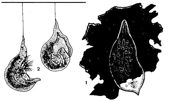 Мезостома Эренберга (Mesostoma ehrenbergii) на листе; 2 - она же, схватившая дафнию. Оба экземпляра держатся на водной поверхностной пленке, подвесившись к ней с помощью слизевой нити