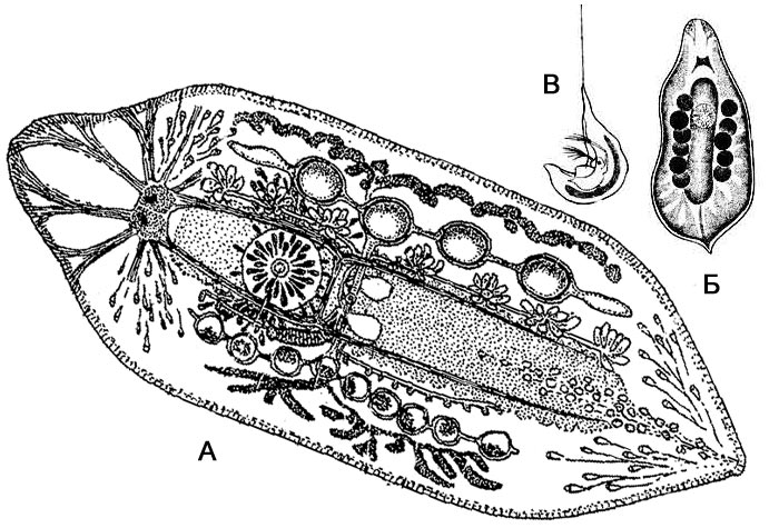 А - мезостома крупным планом, Б - внешний вид, В - мезостома, поймавшая добычу