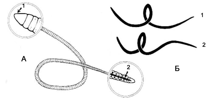 А - общий вид люмбрикуса (Lumbriculus variegatus): 1 - предротовой сегмент (простомиум), 2 - задний сегмент с кровеносным сосудом; Б - схема плавания червя: движение закручиванием против часовой стрелки (1) сменяется (через 1/10 секунды) закручиваем по часовой стрелке (2).