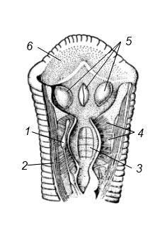 Схема строения переднего конца тела медицинской пиявки: 1 — ганглий, 2 — продольные мышцы, 3 — глотка, 4 — мышцы глотки, 5 — челюсти, 6 — стенка передней присоски