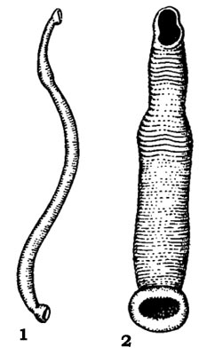 Морские пиявки: 1 - Carcinobdella cyclostoma, паразитирующая на камчатских крабах, 2 - Levinsenia rectangulata, паразитирующая на треске