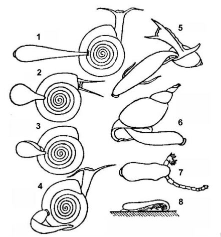 Питание улитковых пиявок: 1-4 — различные фазы схватывания и подтягивания к себе моллюска-катушки; 5 — пиявка с молодью высасывает небольшую катушку; 6 — пиявка высасывает крупного прудовика; 7 — пиявка сосет мотыля; 1-6 — Glossosiphonia complanata; 8 — Helobdella stagnalis с молодью.