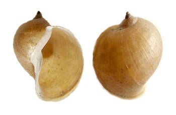 прудовик ушковый (Lymnaea auricularia)