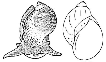 Прудовик овальный - Lymnaea ovata